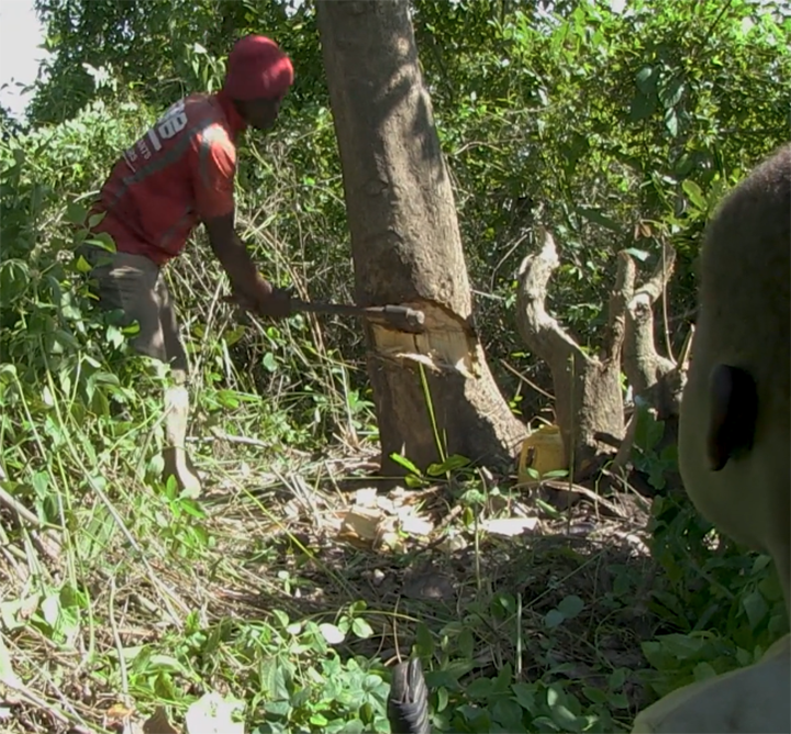 WAKIS, Chasseur d’arbres